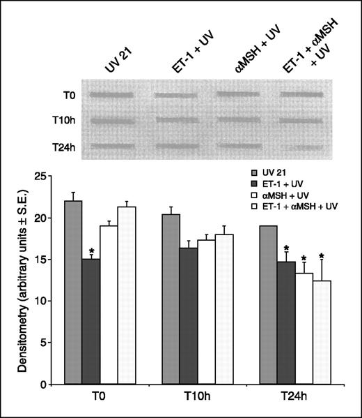 Figure 5. α-MSH and ET-1 enhance the repair of UV-induced CPD in human melanocytes. Southwestern blot analysis was employed to determine induction of CPD immediately (i.e., few minutes) after UV exposure (T0) and their repair 10 and 24 hours after irradiation as described in Materials and Methods. Densitometry of the bands in each group revealed gradual reduction of CPD over time and significant enhancement of their removal in the groups treated with α-MSH or α-MSH plus ET-1 24 h after irradiation. These results were reproduced in at least three experiments using different melanocyte cultures.