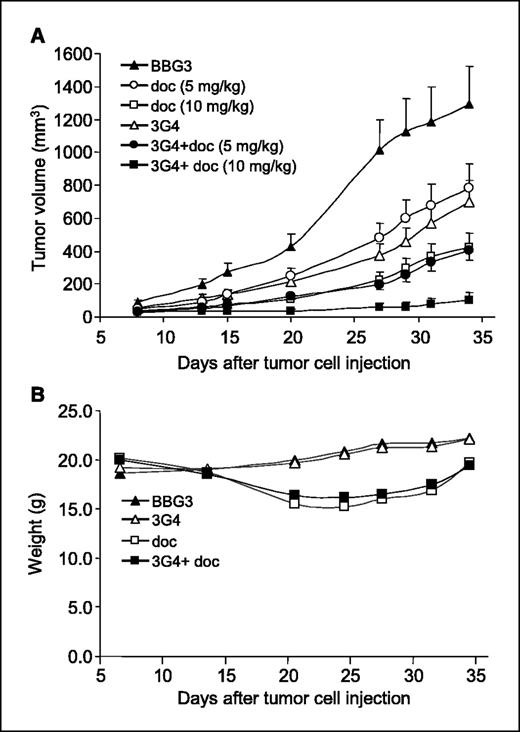 Figure 3. Enhanced inhibition of orthotopic human breast tumors by 3G4 plus docetaxel. Four groups of 10 mice bearing orthotopic MDA-MB-435 human breast tumors were treated 6 days after tumor cell injection with biweekly i.p. injections of 3G4 (100 μg), docetaxel (5 or 10 mg/kg), and the combination of 3G4 (100 μg) plus docetaxel (5 or 10 mg/kg). Another group of mice received the control antibody, BBG3 (100 μg). Treatments were continued for 3 weeks. Tumor volumes were measured twice weekly and the body weights of the mice were recorded regularly. A, effects on tumor growth. The combination therapy was significantly more effective than either agent alone. Tumor growth in BBG3 recipients was indistinguishable from that in untreated mice in multiple experiments (result not shown). Points, mean tumor volumes in groups of mice; bars, SE. B, lack of effect of 3G4 on toxicity-dependent weight loss caused by docetaxel. The 3G4-treated group gained weight at the same rate as the control BBG3-treated group. Animals treated with docetaxel (10 mg/kg, biweekly) experienced a marked (∼20%) body weight loss but regained weight after treatment was stopped on day 28. There is no significant difference in weight changes between the groups of mice treated with the combination versus docetaxel alone. Points, average body weights (g).