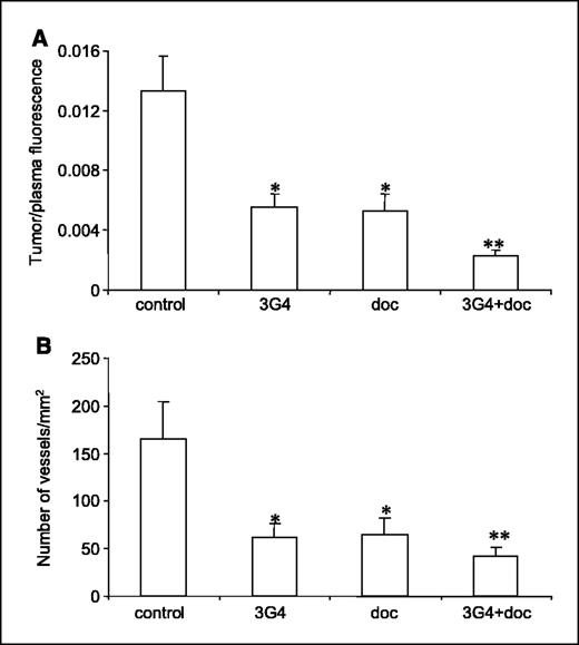 Figure 5. Enhanced antivascular effects of 3G4 plus docetaxel on human breast tumors in mice. Mice bearing orthotopic MDA-MB-435 tumors (∼200 mm3) were treated i.p with 3G4 (100 μg) or docetaxel (10 mg/kg) alone or in combination twice a week for 2 weeks. Other mice received BBG3 control antibody (100 μg). The antivascular effects of the combination therapy were evaluated by measuring functional blood volume and MVD in the tumors. A, FITC-dextran perfusion assay was done as described in Materials and Methods. The ratio of tumor/plasma fluorescence is a measure of tumor blood volume and perfusion. Columns, mean; bars, SE (n = 5). B, tumor MVD. Tumor sections were stained with anti-CD31 antibody. Columns, MVD expressed as the mean number of vessels per square millimeter; bars, SE. Data were obtained by analyzing 10 random 0.079 mm2 fields on each section at ×200 magnification with five tumors in each group. In both (A) and (B), the combination treatment was significantly more effective than each agent alone (**P < 0.01). The individual treatments significantly reduced tumor/plasma fluorescence and MVD relative to the BBG3 control group (*P < 0.01).