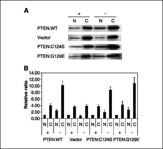 Figure 1. Phosphatase activity is not required for nuclear-cytoplasmic transport of PTEN. A, MCF-7 Tet-Off cells were stably transfected with plasmids encoding PTEN:WT, PCDNA3.1, PTEN:C124S, and PTEN:G129E. After 48 hours of induction in the absence (−) or presence (+) of tetracycline, nuclear (N) and cytoplasmic (C) fractions were prepared and examined by immunoblotting (IB) for the presence of nuclear and cytoplasmic PTEN. B, data in (A) were quantified by phosphoimage analysis and normalized to nuclear fraction in each cell line in +Tet medium. Columns, mean (n = 3); bars, SD.