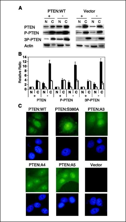 Figure 2. Phosphorylation of PTEN is not required for nuclear-cytoplasmic transport of PTEN. A, steady-state protein levels of PTEN and phospho-PTEN. MCF-7 Tet-Off cells were stably transfected with plasmids encoding pTre2Hyg PTEN:WT and pTre2Hyg. After 48 hours of induction in the absence or presence of tetracycline, nuclear and cytoplasmic fractions were prepared and examined by immunoblotting. Note that relative nuclear to cytoplasmic distributions of PTEN are similar whether it is phosphorylated or not. B, data in (A) were quantified by phosphoimage analysis and normalized to nuclear fraction in PTEN:WT (▪) and Vector (□) cell lines in +Tet medium. Columns, mean (n = 3); bars, SD. C, localization of phospho-PTEN. MCF-7 cells were transiently transfected with HA-PTEN-plasmids, which are WT (PTEN:WT) or containing S380A (PTEN:S380A), S380A/T382A/T385A (PTEN:A3), S380A/T382A/T383A/S385A (PTEN:A4), or S370A/S380A/T382A/T383A/S385A (PTEN:A5). Forty-eight hours after transfection, cells were fixed and stained by anti-HA primary antibody followed by goat anti-mouse IgG labeled with fluorescein. DAPI-stained cells are also shown for identification of nuclei.
