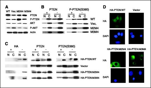 Figure 4. NLS4 together with NLS2 or NLS3 are required for nuclear import of PTEN and phospho-PTEN. The combination mutants in PTEN were selected; site-directed mutagenesis was done and mutant constructs were stably transfected into the MCF-7 Tet-Off cell line. After 48 hours of induction in the absence or presence of tetracycline, nuclear and cytoplasmic fractions were prepared and examined by immunoblotting. A, cell-free extracts were prepared as described in the Materials and Methods and examined by immunoblotting for PTEN, P-PTEN, Akt, P-Akt, and actin protein levels to examine the PTEN protein expression and downstream readout (phosphorylation of Akt) in absence of tetracycline. B, immunoblot analysis for PTEN and P-PTEN(S380) in cell lines containing vector only, PTEN:WT (WT), PTEN:NLSM2M4 (M2M4), or PTEN:NLSM3M4 (M3M4). C, immunoblot analysis for HA, PTEN, and P-PTEN(S380) in cell lines containing vector only, HA-PTEN:WT (HA-PTEN:WT), HA-PTEN:NLSM2M4 (HA-PTEN:M2M4), or HA-PTEN:NLSM3M4 (HA-PTEN:M3M4). Although HA-tagged PTEN and P-PTEN were in the nucleus and cytoplasm in HA-PTEN cells, these proteins did not localize in the nucleus in the double mutant-expressing lines. D, nuclear and cytoplasmic localization of PTEN determined by indirect immunofluorescence staining with anti-HA primary antibody followed by fluorescein conjugated goat anti-mouse IgG antibodies. DAPI-stained cells are also shown for identification of nuclei. Note that unlike WT PTEN, which localizes to the nucleus, double mutants are excluded from the nucleus (HA-PTEN:M2M4 and HA-PTEN:M3M4).