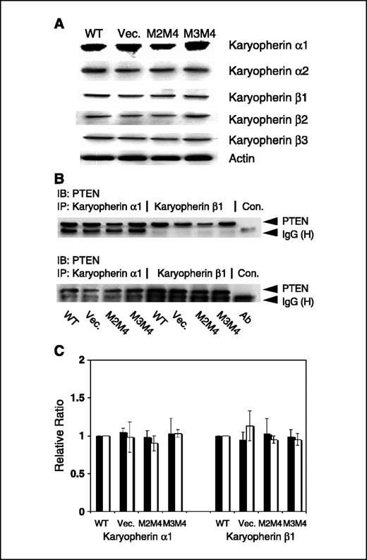 Figure 5. Importin complex can interact with PTEN and phospho-PTEN. The interaction with the importin complex was examined by immunoprecipitation (IP) using importin-α and importin-β. A, cell-free extracts were prepared as described in Materials and Methods and examined by immunoblotting to examine the expression levels of the importin complex subunit in the absence of tetracycline. Each cell line had similar levels of each importin complex subunit. B, PTEN and phospho-PTEN were precipitated by anti-importin-α and anti-importin-β antibodies in cell lines containing vector only, PTEN:WT, PTWN:NLSM2M4, or PTEN:NLSM3M4. PTEN and phospho-PTEN were examined by immunoblotting. The interaction strength and quantity in all of these cells was found to be very similar. C, data in Fig. 3B were quantified by phosphoimage analysis and normalized to PTEN:WT in PTEN (▪) and P-PTEN (□) immunoprecipitation. Columns, mean (n = 3); bars, SD.