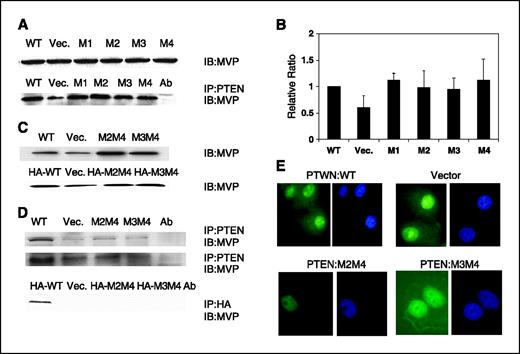 Figure 6. MVP interacts with and mediates PTEN and phospho-PTEN nuclear import. The interaction of MVP and PTEN and phospho-PTEN was examined by immunoprecipitation. A, cell-free extracts were examined by immunoblotting for the presence of MVP (top) and MVP was precipitated by anti-PTEN antibodies in each cell line containing vector only, PTEN:WT, PTEN:NLSM1, PTEN:NLSM2, PTEN:NLSM3, or PTEN:NLSM4 (bottom). MVP was examined by immunoblotting. The interaction strength and levels in all of these cell lines were found to be very similar. B, data in Fig. 3A were quantified by phosphoimage analysis and normalized to WT PTEN. Columns, mean (n = 2); bars, SD. C, cell-free extracts were prepared as described in Materials and Methods and immunoblotting was done to examine the MVP expression levels in the absence of tetracycline. MVP expression was similar irrespective of the presence or absence of mutations in PTEN. D, MVP coimmunoprecipitation with either PTEN or phospho-PTEN (top) or HA (bottom). Note that PTEN and P-PTEN in WT PTEN-expressing cells interact with MVP but neither could interact with MVP in NLS double mutant-expressing cells. E, indirect immunofluorescence staining with anti-MVP primary antibody followed by fluorescein-labeled secondary antibody revealed that MVP localizes densely in the nucleus as is the case with PTEN. DAPI-stained cells are also shown for identification of nuclei.