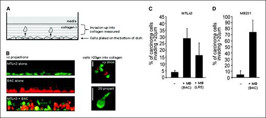 Figure 2. Macrophages promote the invasion of carcinoma cells into a collagen matrix. A, diagram of the experimental setup. Cells are plated on the bottom of a MatTek dish and allowed to adhere before overlaying with a collagen I gel. After 24 hours, the proportion of cells that have invaded into the collagen are determined by using a laser scanning microscope to take optical sections. B, left, xz projections of GFP carcinoma cells (green) or BAC1.2F5 macrophages (red) 24 hours after being overlaid with collagen. White dotted line is 20 μm (two cell diameters) above the bottom of the dish. Cells above this point were scored as invasive cells. Right, representative xy image of cells 60 μm above the bottom of the dish. Note the proximity of migrating macrophages and carcinoma cells. C, quantification of the proportion of invasive (above 20 μm) MTLn3 carcinoma cells either plated alone or with BAC1.2F5 or LR5 macrophages. Columns, averages of three or more experiments; bars, SE. D, quantification of the proportion of invasive (above 20 μm) BAC1.2F5 macrophages either plated alone or with MTLn3 carcinoma cells. Columns, averages of three or more experiments; bars, SE.