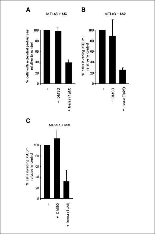 Figure 3. Macrophage-induced cell protrusions and invasion requires EGFR function. A, quantification of the percentage of GFP-MTLn3 carcinoma cells with elongated protrusions when cultured with BAC1.2F5 macrophages and 36 ng/mL CSF1 and treated with 1 μmol/L Iressa. Columns, averages of two or more experiments, % age is relative to control MTLn3 cocultured with BAC1.2F5 cells; bars, SE. B, quantification of the % age of invasive (above 20 μm) MTLn3 carcinoma cells when plated with BAC1.2F5 macrophages and treated with 1 μmol/L Iressa. Columns, averages of three experiments, % age is relative to control MTLn3 cocultured with BAC1.2F5 cells; bars, SE. C, quantification of the % age of invasive (above 20 μm) MDA MB231 carcinoma cells when plated with BAC1.2F5 macrophages and treated with 1 μmol/L Iressa. Columns, averages of three experiments, % age is relative to control MTLn3 cocultured with BAC1.2F5 cells; bars, SE.