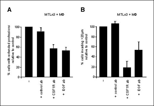 Figure 5. Macrophage-induced cell protrusions and invasion requires EGF and CSF-1R. A, quantification of the percentage of GFP-MTLn3 carcinoma cells with elongated protrusions when cultured with BAC1.2F5 macrophages and 36 ng/mL CSF1 and treated with either EGF or CSF-1R blocking antibodies or a control antibody. Columns, averages of two or more experiments, % age is relative to control MTLn3 cocultured with BAC1.2F5 cells; bars, SE. B, quantification of the % age of invasive MTLn3 carcinoma cells (above 20 μm) when plated with BAC1.2F5 macrophages and treated with either EGF or CSF-1R blocking antibodies or a control antibody. Columns, averages of two or more experiments, % age is relative to control MTLn3 cocultured with BAC1.2F5 cells; bars, SE.
