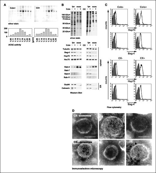 Figure 2. A, biophysical characterization of vesicles released by Colo−/Colo+ and CX−/CX+ carcinoma sublines. Sucrose density gradient centrifugation of Colo+ (left) and CX+ (right) derived vesicles was done on a sucrose density gradient by ultracentrifugation in a density range of 1.08 to 1.24 g/mL. Fractions were collected from top to bottom and analyzed after separation on a 10% SDS-PAGE by silver stain (top). As a marker for exosomes, acetylcholinesterase activity was measured in each individual fraction by standard colorimetric assay. Maximum protein amount and acetylcholinesterase activity were detected at a density of 1.17 g/mL. One representative experiment of three was shown. B, biochemical characterization of exosomes released by Colo−/Colo+ and CX−/CX+ carcinoma sublines. Comparative analysis of the protein composition in whole cell lysates (lys) and exosomal (exos) fractions of tumor sublines Colo−/Colo+ and CX−/CX+, as determined by silver staining (top) and Western blot analysis (bottom), using specific antibodies directed against tubulin, Bag-4, Hsp70, Hsc70, Rab-4, Rab-7, Rab-9, Rab-11, Grp94, and Calnexin. One representative silver stain and Western blot out of five was shown. C, surface of exosomes derived from Colo+ and CX+ carcinoma sublines are strongly positive for Hsp70/Bag-4. Exosomes derived from Colo−/Colo+ (left) and CX−/CX+ (right) carcinoma sublines were covalently bound to aldehyde/sulfate latex beads with a diameter of 4 μm. Exosome-coated beads were stained with antibodies directed against Hsp70 (cmHsp70.1, top, white histograms), Bag-4 (IMG-152, bottom, white histograms), and isotype-matched control antibodies (gray histograms) and analyzed by flow cytometry. Only the population containing single beads was gated and analyzed. Mean values of three independent experiments ± SE were summarized in Table 1B. D, immunoelectron microscopic view of the Hsp70 localization on the exosomal surface of CX− (top) and CX+ (bottom) cells at a magnification of ∼×60.000; scale bar, 50 nm. Localization of Hsp70 was visualized by 10 nm gold particles. No staining was found on exosomes incubated with an isotype-matched negative control antibody (data not shown).