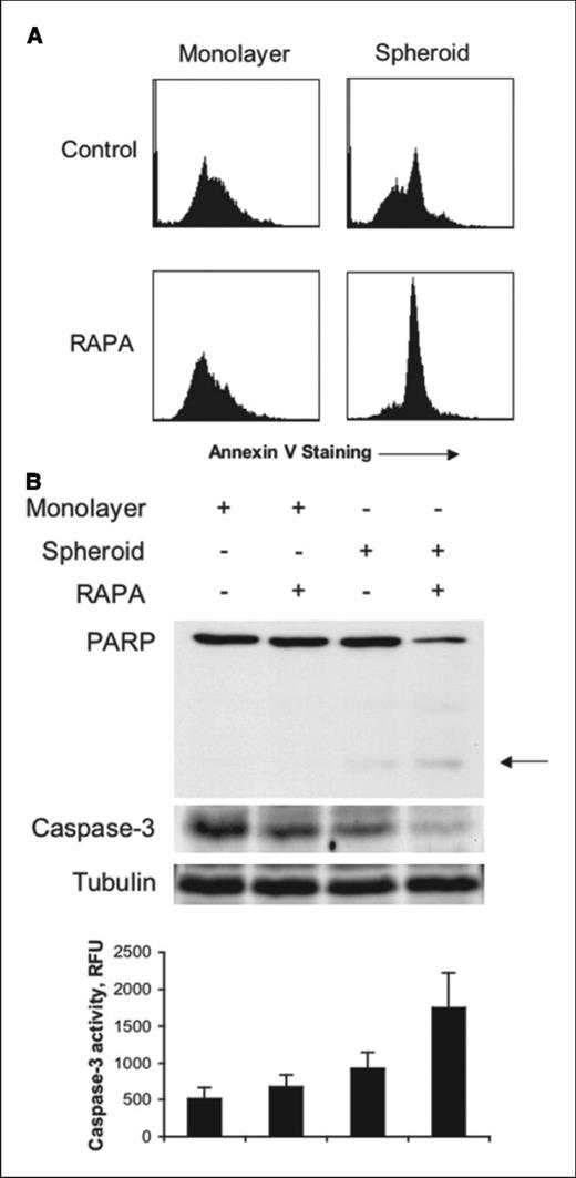 Figure 6. Rapamycin-induced apoptosis. A, YD A15 cells were cultured under monolayer or three-dimensional (spheroid) conditions, in the absence or presence of 100 nmol/L rapamycin, for 96 hours. Single-cell suspensions were stained with Annexin V-FITC and analyzed by flow cytometry. Y axes, relative cell numbers; X axes, increasing Annexin V staining intensity (from left to right). B, YD A15 cells were cultured and treated as described in (A), and detergent-soluble proteins were analyzed by immunoblotting for expression of full-length and cleaved (arrow) forms of PARP (top) and full-length caspase-3 proenzyme (middle). Tubulin expression was determined as a sample loading control. Bottom, caspase-3 activity in cell lysates was determined with a fluorometric assay. Columns, mean (n = 3) from a representative experiment; bars, SD.