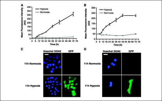 Figure 1. Induction of GFP fluorescence in HCT116 and 4T1 reporter cells by in vitro hypoxia. A, time course of the GFP fluorescence intensity of HCT116 reporter cells treated with hypoxia versus normoxia (n = 5, P < 0.05, from 6 to 72 hours, two-sided two-sample Wilcoxon test). Points, mean; bars, SE. B, time course of the GFP fluorescence intensity of 4T1 reporter cells treated with hypoxia versus normoxia (n = 5, P < 0.05, from 6 to 72 hours, two-sided two-sample Wilcoxon test). Points, mean; bars, SE. AU, arbitrary unit. C and D, GFP fluorescence in HCT116 and 4T1 reporter cells after 11-hour hypoxic versus normoxic treatment. Cell nuclei were identified by Hoechst 33342 staining (blue). Bar, 25 μm.