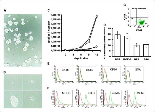 Figure 1. A, culture of isolated breast cancer cells growing as nonadherent mammospheres. B, generation of a mammosphere from a single cell. C, proliferation of isolated breast cancer precursor cell lines: □, MCF-S, from MCF7 breast carcinoma cell line; △, B3R, primary culture from a ductal infiltrating breast carcinoma, grade 3 (recurrent lesion); ○, B16, primary culture from a ductal infiltrating primary breast carcinoma, grade 1; ◊, BP1, primary culture from a ductal infiltrating primary breast carcinoma, grade 2. D, sphere formation analysis on isolated cell lines. E, fluorescence-activated cell sorting (FACS) analysis of CK18, CK14, CD10, and ESA expression in breast cancer cells grown in serum-free medium as nonadherent mammospheres. F, serum supplementation and withdrawal of growth factors induce the expression of lineage specific markers of the mature mammary epithelium in cultured breast cancer precursors cells. G, FACS analysis of CD44/CD24 expression in breast cancer cells grown in serum-free medium as nonadherent mammospheres.