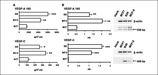 Figure 3. Determination of VEGF-A (isoform 165) and VEGF-C concentration in culture medium (A) and measurement of the corresponding mRNAs expression (B). Concentration in culture medium of both VEGF-A and VEGF-C is significantly higher for CD44+/CD24− breast cancer–initiating cells (B3R and MCF-S) as compared with MCF7 breast carcinoma cells; accordingly, significant differences can be observed in mRNA expression. Columns, mean of three independent measures; bars, SD (values are expressed as normalized densitometric units). Statistical analysis was done by two-tailed Student's t test (*, P < 0.01; **, P < 0.001; ***, P < 0.0001).