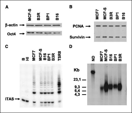 Figure 4. A, expression of the putative stem cell marker Oct-4 in CD44+/CD24− breast cancer–initiating cells. B, analysis by Western blotting of the expression of the antiapoptotic protein survivin. C, evaluation of telomerase activity by telomerase repeat amplification protocol assay in cells obtained from breast cancer–initiating cells cultures; no significant difference could be observed in the enzymatic activity among the different cell lines (B, blank; HI, heat inactivated). D, breast cancer–initiating cells displayed homogeneous mean terminal restriction fragments as measured by Southern blotting.