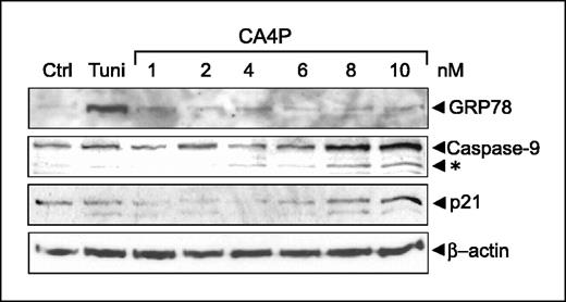 Figure 4. CA4P is not a stress inducer of GRP78 under tissue culture conditions. MDA-MB-435 cells were either nontreated (Ctrl), treated for 16 hours with tunicamycin (Tuni) at 1.5 μg/mL, or CA4P at the concentration (nmol/L, top). Equal amounts of cell lysates were subjected to Western blot analysis with antibodies against GRP78, caspase-9, p21, and β-actin. *, the cleaved, activated form of caspase 9.