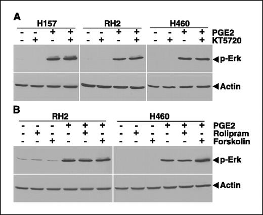 Figure 3. PGE2-induced Erk phosphorylation in NSCLC cells is cAMP-independent. H157, RH2, and H460 NSCLC cells were serum-starved and treated with PGE2 (10 μg/mL) in serum-free medium for 10 minutes. Where applicable, cells were pretreated with PKA inhibitor KT5720 (10 μmol/L; A), cAMP-specific phosphodiesterase inhibitor Rolipram (10 μmol/L) or adenylate cyclase activator Forskolin (20 μmol/L; B) for 1 hour prior to PGE2 exposure. Neither of the PKA-modulating agents, either alone or in combination with PGE2, affected Erk phosphorylation as assessed by Western blot (top, A and B). Blots were reprobed with anti-actin antibody (bottom).