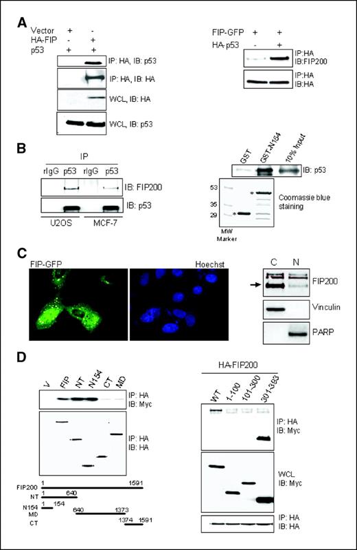Figure 3. Association between FIP200 and p53. A, left, HEK293 cells were cotransfected with empty HA vector or vector expressing HA-FIP200 and Myc-p53. Twenty-four hours posttransfection, 400 μg of whole cell lysates (WCL) were incubated with HA-conjugated agarose beads as described in Materials and Methods. The immunoprecipitates (IP) were analyzed by Western blot with anti-p53 antibodies to detect p53 associated with FIP200. Equal expression of the expressed proteins in whole cell lysates is also shown. Right, 293 cells expressing FIP-GFP and HA-p53 or an empty HA vector were incubated with HA agarose beads to precipitate p53. The associated FIP200 was analyzed by Western blot with FIP200-specific antibody. B, left, 1 mg of the whole cell lysates from U2OS or MCF-7 cells were incubated with anti-p53 antibody or rabbit IgG as a control, following by incubation with protein-A-beads. The specific association between endogenous FIP200 and p53 was detected by Western blot analysis with anti-FIP200 antibody (clone 33). The amount of immunoprecipitated p53 is also shown. Right, 0.6 μg of purified human recombinant wild-type p53 protein was incubated with 2 μg of GST or GST-N154 as described in Materials and Methods for in vitro binding assay. The bound p53 was resolved on SDS-PAGE and analyzed by Western blot with anti-p53 antibody. The equal amount of GST and GST-N154 (asterisks) are shown by Coomassie blue staining of the gel with the duplicate samples. C, left, U2OS cells transiently transfected with FIP-GFP expression vector were stained with Hoechst nuclear stain (blue) and analyzed by fluorescence microscopy to detect FIP-GFP localization in cells (green). Right, U2OS cells were processed for nuclear/cytoplasmic fractionation. Fifteen micrograms of each fraction were resolved on SDS-PAGE and analyzed by Western blotting with antibodies against FIP200 (arrow on the right), vinculin (cytoplasmic protein), and poly(ADP-ribose) polymerase (PARP, nuclear protein). D, left, HEK293 cells were cotransfected with empty HA vector (V) or vector expressing HA-FIP200 or its deletion mutants and Myc-p53. Protein binding was analyzed as described for Fig. 3A (left). Right, HEK293 cells were cotransfected with HA-FIP200 and Myc-tagged full length p53 or its different fragments as indicated. Protein binding was analyzed as described for Fig. 3A (left).