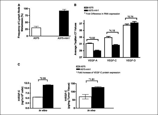 Figure 1. Tumor cell lines established from lymph node metastases express higher levels of VEGF-C and VEGF-A and result in higher incidence of lymph node metastasis following subsequent s.c. implantation in nude mice. A, a metastatic melanoma tumor cell variant, termed A375-mln1, was established from metastatic lymph nodes of mice bearing s.c. A375 tumors following one round of selection in vivo. The tumor cells were genetically modified to express the luciferase reporter gene and the frequency of lymph node metastasis following s.c. implantation of A375 parental and A375-mln1 metastatic variant was determined by bioluminescence. Columns, mean frequencies of lymph node metastasis; bars, SE (n ≥ 7, six experiments). B, the metastatic A375-mln-1 cell line expresses increased mRNA levels of VEGF-A and VEGF-C, but not VEGF-D, compared with the parental A375 cell line. Total RNA was isolated from tissue culture cells and the expression of VEGF-A, VEGF-C, and VEGF-D was determined by quantitative PCR. Columns, average cycle threshold (CT); bars, SE (n = 6). Fold difference (indicated next to asterisk) in RNA expression between A375 and A375-mln1 was determined using the comparative CT method according to manufacturer's instructions (Applied Biosystems). All values are normalized to GAPDH. C, total protein was extracted from cultured cells (in vitro) or primary tumor tissue (in vivo) and assayed for human VEGF-C expression by ELISA. Columns, means; bars, SE (n ≥ 4, two experiments). The relative fold difference of VEGF-C expression from in vivo–selected A375-mln1 versus parental tumor cells is indicated by the asterisk.
