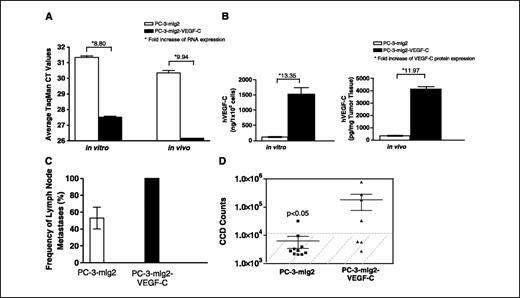 Figure 6. The amount of rAAV-sVEGFR3-Fc required for blocking tumor metastasis to the lymph nodes is dependent on the amount of VEGF-C expressed by the primary tumor. PC-3-mlg2 tumor cells transduced with lentiviral vectors encoding human VEGF-C express higher levels of human VEGF-C both in vitro and in vivo as detected by RT-PCR (A) and ELISA (B). A, total RNA was isolated from tissue culture cells and primary tumors and the expression of human VEGF-C was determined by quantitative PCR. Columns, average cycle threshold; bars, SE (n = 5). B, total protein was extracted from cultured cells or primary tumor tissue and assayed for human VEGF-C expression by ELISA. Columns, mean; bars, SE (n ≥ 6, two experiments). The relative fold difference of VEGF-C expression from lenti-VEGF-C–transduced versus parental tumor cells is indicated by the asterisk. C, frequency of lymph node metastasis at 3 weeks following s.c. tumor implantation was increased significantly using PC-3-mlg2-VEGF-C overexpressing tumor lines versus parental PC-3-mlg2 cells (n = 7, five experiments). Lymph nodes from PC-3-mlg2 or PC-3-mlg2-VEGF-C tumor-bearing animals were harvested at 5 weeks following tumor implantation and evaluated for lymphogenous metastasis using bioluminescence. D, bioluminescence CCD counts of six lymph nodes (axillary and inguinal nodes from both sides) from control and rAAV-sVEGFR3-Fc–treated mice. Lymph nodes collected from naïve mice had ≤1 × 104 CCD counts (hatched area), which represent background values. Bars in the scatter plot, mean ± SE CCD counts per group. PC-3-mlg2-VEGF-C tumor-bearing mice displayed 50% more lymph node metastases than in PC-3-mlg2 mice following rAAV-sVEGFR3-Fc treatment that resulted in sustained sVEGFR3-Fc serum levels of 15 μg/mL (P < 0.05).