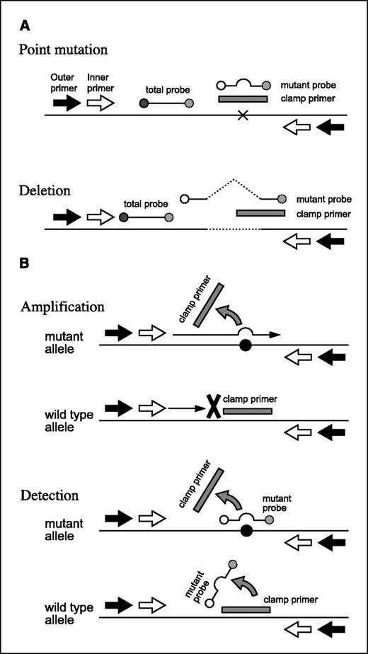 Figure 1. PNA-LNA PCR clamp system. A, primer and probe positions. Point mutation: both the clamp primer and the mutant probe are located on the mutation site. The “Total probe” to detect both mutant and wild-type fragments are on the adjoining sequence. X, mutation. Deletion: the clamp primer partly covers the deletion. Sequences located on both sides of the deletion are joined to make the sequence of the mutation probe. Dashed line, deletion. Outer (black arrow) and inner (white arrow) PCR primers. B, schematic presentation of the reaction to detect point mutations. In the amplification process, the clamp primers fail to bind to the mutation sequences but binds to the wild type, resulting in the preferential amplification of mutant sequences. In the detection process, the mutant probes bind to the mutant sequences but fail to bind to the wild type partly because of mismatches and partly because of the competitive displacement by the clamp primers. The signals are detected by the 5′ nuclease assay. Black circle, mutation.