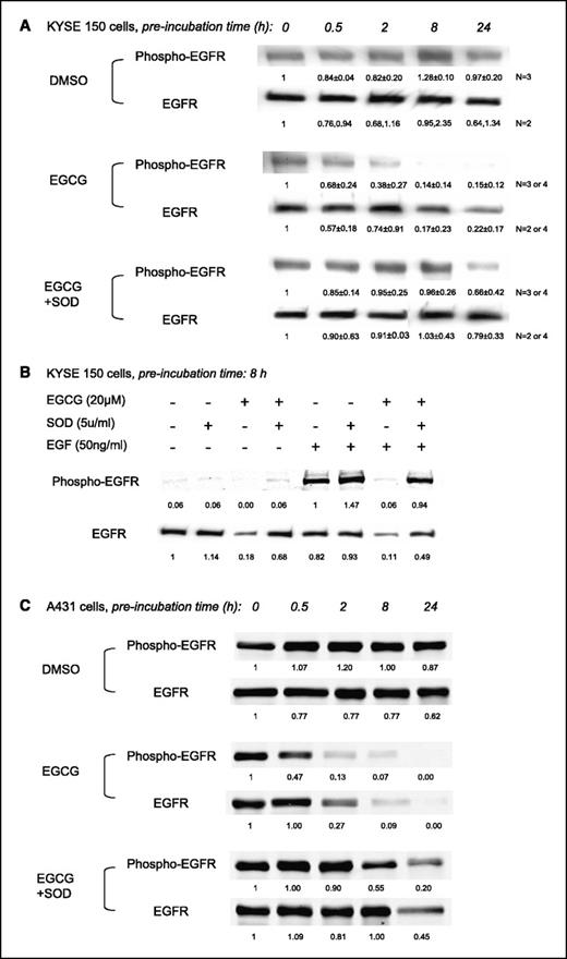 Figure 1. Levels of phospho-EGFR and EGFR protein after pretreatment of KYSE 150 cells with EGCG in the absence or presence of SOD. KYSE 150 cells were seeded into 10-cm Petri dishes and cultured in RPMI 1640 and HAM's F12 mixed medium (1:1, v/v, 5% FBS, 1% streptomycin/penicillin). A, cells were then preincubated with EGCG (20 μmol/L) in the absence or presence of SOD (5 units/mL) for 0, 0.5, 2, 8, and 24 hours in serum-free medium, following a 24-hour serum starvation. Fifteen minutes before harvesting, EGF (50 ng/mL) was added to activate EGFR. DMSO was used as the solvent and added to the control. Proteins were extracted from the harvested cells and resolved by electrophoresis. The protein levels and phosphorylation of EGFR at Tyr1068 were detected using specific antibodies (Cell Signaling). The results from a typical set of experiments are shown. The band density was normalized by β-actin and is shown below each band as mean ± SD, or both the two density values are shown when n = 2. A large SD was observed on the phospho-EGFR level at 24 hours in the presence of SOD, and this band as shown in the figure was lower than the mean. B, cells were preincubated with EGCG (20 μmol/L) in the absence or presence of SOD (5 units/mL) for 8 hours in serum-free medium following a 24-hour serum starvation. Fifteen minutes before harvesting, EGF (50 ng/mL) was added to one set of cells to activate EGFR. Proteins were extracted from the harvested cells and analyzed as above. Similar results were also observed in a repeat of the experiment. C, levels of phospho-EGFR and EGFR protein after pretreatment of A431 cells with EGCG in the absence or presence of SOD. A431 cells were seeded into 10-cm Petri dishes and cultured in DMEM (10% FBS, 1% streptomycin/penicillin). The treatment and analysis were done in a same manner as in KYSE 150 cells described in (A), except that the doses of EGCG and SOD in this experiment were 50 μmol/L and 15 units/mL, respectively.