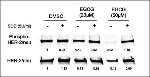 Figure 2. Levels of phospho-HER-2/neu and HER-2/neu protein after pretreatment of OE19 cells with EGCG in the absence or presence of SOD for 24 hours. The treatment with 20 or 50 μmol/L EGCG was done in a similar manner as described in Fig. 1A.