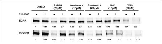 Figure 4. Phosphorylation of EGFR at Tyr1068 under treatment of theasinensin A or TFdiG. KYSE 150 cells were seeded into 6-well plates and cultured in RPMI 1640 and HAM's F12 mixed medium (1:1, v/v, 5% FBS, 1% streptomycin/penicillin). The cells were serum starved for 24 hours and preincubated with theasinensin A (10 or 20 μmol/L) or TFdiG (10 or 20 μmol/L) in the absence or presence of SOD (5 units/mL) for 8 hours in serum-free medium. Fifteen minutes before harvesting, EGF (50 ng/mL) was added to activate EGFR. Proteins were extracted and analyzed as above.