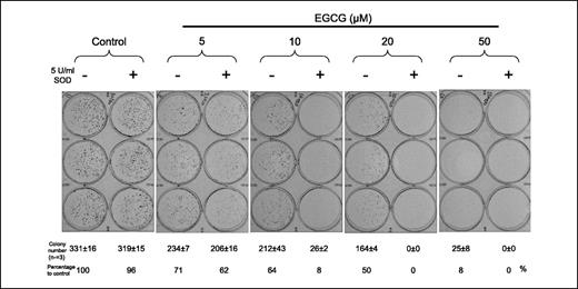 Figure 5. Effect of EGCG on KYSE 150 cell growth. KYSE 150 cells were seeded into 6-well plates and treated with EGCG (0, 5, 10, 20, and 50 μmol/L) for 24 hours in the absence or presence of SOD (5 units/mL). Fresh medium was then used to replace the EGCG-containing medium, and the culture continued for another 7 days before the colonies were stained with methylene blue. The colony numbers (mean ± SD, n = 3) and percentage relative to control were shown below each band.