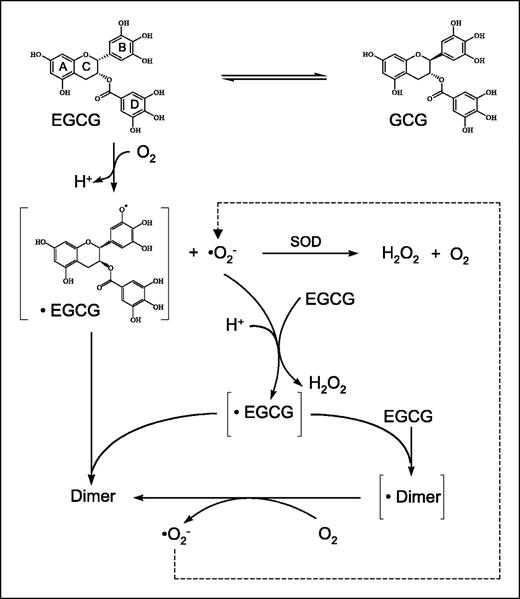 Figure 6. Proposed mechanism of EGCG auto-oxidation.