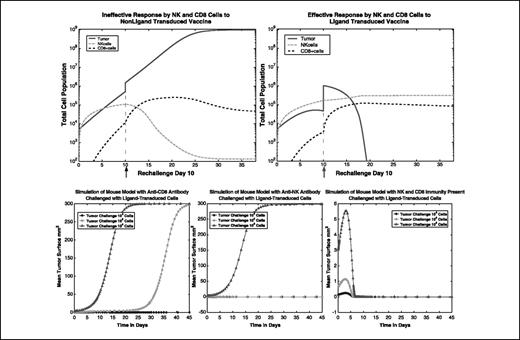 Figure 4. Simulations of (tumor cell)-(NK cell)-(T cell) mutual interactions over time. Top left, system evolution with control-transduced primary inoculation. Ineffective response by NK cells and CD8+ T cells to non-ligand-transduced challenge. Top right, system evolution with ligand-transduced primary inoculation. Effective response by NK and CD8+ T cells to non-ligand-transduced challenge following priming with ligand-transduced cells. Both systems are rechallenged with control-transduced cells after 10 days. Bottom, the simulations presented in these graphs are based on data provided in ref. 6. In each of the three cases, tumor growth is plotted over time starting with three different initial tumor challenges: 104, 105, and 106 cells. In the plots, cell populations are converted to mean surface values. Bottom left, simulation of tumor-NK interactions in a system with CD8+ T cells depleted. The simulation shows that in the absence of CD8+ T cells, only a tumor inoculation of up to 104 cells is suppressed, whereas larger challenges escape immunosurveillance. Bottom center, simulation of tumor-(CD8+ T cell) interactions in a system with NK cells depleted. The simulation shows that in the absence of NK cells, tumor inoculations of up to 105 cells are suppressed, whereas a larger challenge of 106 cells escapes immunosurveillance. Bottom right, simulation of tumor-(CD8+ T)-NK interactions in a system with all immune components intact. Note that the maximum mean tumor surface area achieved in this plot is only 6 mm2, as compared with 300 mm2 in the previous two plots. Tumor populations of this small size are not clearly visible in the data plots provided in Fig. 2 of ref. 6 (p. 167). The simulation shows that when both NK cells and CD8+ T cells are present, tumor inoculations of up to `106 cells are suppressed.