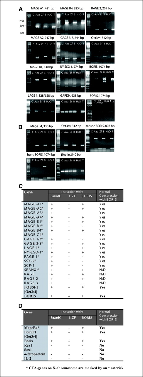 Figure 3. Activation of cancer-testis gene expression in human and mouse normal cells by treatment with 5-azadC or by transient transfection of BORIS (each gene analyzed is indicated on top of each RT-PCR gel). A, RT-PCR analysis of cancer-testis gene expression in NHDF. C, control fibroblasts transfected with empty vector; AZA, cells treated with 1 μmol/L 5-azadC; ZF, fibroblasts transfected with plasmid expressing CTCF zinc fingers only; B, fibroblasts transfected with BORIS expression plasmid; H2O, negative control for RT-PCR; T, normal testis; a.s. CTCF, for reverse transcription outcomes from NHDF transfected with an expression vector for the antisense CTCF. B, RT-PCR analysis of cancer-testis gene expression in normal mouse adult primary fibroblasts. Lanes are the same as in (A). C, comparison of the normal coexpression (in human fibroblasts) with human BORIS (Yes) versus patterns for each cancer-testis gene analyzed by RT-PCR for activation by treatment with 1 μmol/L 5-azadC for 72 hours or transfected with the either CTCF 11ZF expression plasmid or with BORIS expression plasmid as described in Materials and Methods section. D, same as (C), with mouse fibroblasts.