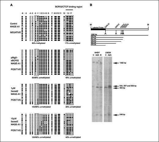 Figure 4. A, methylation status analyses of the 5′-flank of the MAGE-A1 gene, including the promoter region, first exon, and a part of first intron (for a detailed map and the distribution of CpGs in this sequence, see Fig. 5A and B). Each circle represents a single CpG dinucleotide. Black circles, methylated cytosines; open circles, unmethylated cytosines. Each row of circles corresponds to a single DNA molecule analyzed by bisulfite sequencing. CpG dinucleotides 1 to 17 were numbered according to De Smet et al. (40). Six additional CpG dinucleotides from the 5′-end were numbered in the reverse direction −1 to −6. First subpanel, methylation profile of DNA in control NHDF (which are MAGE-A1 negative); second subpanel, NHDF transfected with a BORIS expression plasmid (MAGE-A1 positive); third and fourth subpanels, positive controls for MAGE-A1 expression, NHDF treated with two different concentrations of 5-azadC. B, methylation-sensitive enzyme mapping of the MAGE-A1 promoter region in NHDF and LN229 cancer cell lines by Southern blot analysis. Top, schematic presentation of expected restriction fragments after treatment of genomic DNA with two endonucleases: AciI (A) and MseI (M). Horizontal bar, MseI fragment of the MAGE-A1 promoter region that contains the entire DNA sequence analyzed. AciI is a methylation-sensitive endonuclease that is able to cut DNA at a CCGC site only if the second cytosine is unmethylated. Black bar, sequence used as a labeled probe for detection of DNA fragments (−400 to −152 bp on Fig. 5). Vertical bars, restriction enzyme cutting sites. CpGs −2, 12, 14, 15, and 16 contain the AciI restriction site. Only one 1,082-bp length fragment could be detected in the fully methylated sequence. A combination of 1,082- and 248-, 493-, 530-, 557-, and 559-bp fragments (all schematically shown as black lines labeled respectively) could be detected in the cases of demethylated CpGs −2, 12, 14, 15, and 16, respectively. Bottom, a methylation profile of the MAGE-A1 promoter region as detected by Southern blot in normal cells: C, control fibroblasts transfected with empty vector show two bands corresponding to fully methylated DNA and demethylation at CpG 12 (493 bp). Cells treated with 1 μmol/L 5-azadC and fibroblasts transfected with BORIS expression plasmid (B) show similar patterns of methylation corresponding to demethylation at CpGs −2 (248 bp) and additional demethylation at positions 14, 15, and 16 with 530-, 557-, and 559-bp length fragments, respectively. Cancer cell line L299 under normal culture conditions (C) and after treatment with 2 μmol/L 5-azadC for 3 days shows patterns characteristic of demethylation at all sites analyzed and also the presence of a fully methylated promoter.