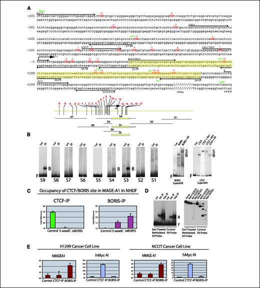 Figure 5. In vitro and in vivo analyses of CTCF and BORIS binding to the MAGE-A1 5′-flanking regulatory region. A, top, sequence of the region analyzed by EMSA, with CpGs capitalized in bold and numbered in red. Numbering is shown relative to the transcription start site, which is marked with a bold arrow and +1. Primers for generating labeled EMSA probes are marked with arrows. Bottom, a schematic of EMSA probes S1 to S9 used in the initial screening of MAGE-A1. Positions of CpGs, numbered in red above this map, are indicated together with the transcription start site. B, screening of promoter fragments S1 to S9 by EMSA for the presence of a binding site recognized by the 11ZF domain of the BORIS and CTCF factors. Labeled DNA fragments shown in (A) were used in EMSA-binding reactions either with in vitro–translated 11ZF-domain of CTCF (ZF) or with an equal amount of luciferase protein (Luc) as a negative control. Protein was synthesized from pETchZF and luciferase T7 control DNA (Promega) for zinc finger and luciferase, respectively. Two far right subpanels, assessment of the CTCF and BORIS ChIP antibodies to interact specifically with CTCF/DNA and BORIS/DNA complexes by verifying their specificity in supershift EMSA experiments. We preincubated in vitro–translated CTCF and BORIS proteins with anti-CTCF and/or anti-BORIS antibodies. Left, Luc, control sample with in vitro–translated luciferase; BORIS, in vitro–translated BORIS protein; BORIS + B3, in vitro–translated BORIS protein supershifted with polyclonal rabbit anti-BORIS antibodies (clone B3). Right, Luc, control sample with in vitro–translated luciferase; CTCF, in vitro–translated CTCF protein; CTCF + Ab1, in vitro–translated CTCF protein supershifted with monoclonal mouse anti-CTCF antibodies (clone 1); CTCF + Ab3, in vitro–translated CTCF protein supershifted with monoclonal mouse anti-CTCF antibodies (clone 3); CTCF + B3, in vitro–translated CTCF protein was not supershifted with polyclonal rabbit anti-BORIS antibodies (B3). C, CTCF and BORIS in vivo occupancy of the MAGE-A1 promoter via ChIP of male NHDF. For each ChIP, sonicated chromatin was immunoprecipitated with either anti-CTCF or anti-BORIS antibodies and then analyzed by real-time PCR with pairs of primers spanning fragment S3 corresponding to (A and B). Each panel (in C) shows representative results of three independent PCR analyses of ChIP; bars, SD. Fold enrichment is calculated as described in Materials and Methods. D, binding of CTCF 11ZF DNA-binding domain to the S9 fragment of the MAGE-A1 promoter is not sensitive to meCpG methylation. EMSA shows no decrease in binding of BORIS/CTCF 11ZF domain on methylation of its target DNA site in the S9 DNA sequence (left). The completion of in vitro methylation was assayed by three different methylation-sensitive restriction enzymes of the same probe used in EMSA (right), and the overall degree of methylation is estimated close to 100%. E, CTCF and BORIS in vivo occupancy of the MAGE-A1 promoter and the MYC insulator site N in the NCCIT cell line. CTCF and BORIS in vivo occupancy of the MAGE-A1 promoter and the MYC insulator site N in H1299 cell line.