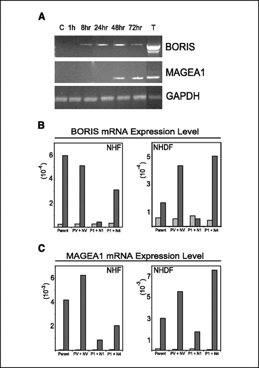 Figure 6. A, time course of BORIS and MAGE-A1 expression in NHDF after treatment with 1 μmol/L 5-azadC. Total RNA preps for RT-PCR were made at several time points (in hours) as indicated. RT-PCR results for GAPDH at each time point shown as controls. Lanes C and T, negative and positive (adult human testis sample) control, respectively. B and C, “preventive” inhibition of BORIS before derepression by 5-azadC in normal fibroblasts results in a noticeable decrease in 5-azadC induction of BORIS-targeted MAGE-A1 gene. Levels of BORIS and MAGE-A1 expression in BORIS-shRNA-infected NHF and NHDFs with and without 5-azadC treatment for 48 hours. Cells were infected with a combination of either puromycin vector + neomycin vector (PV + NV), puromycin vector containing oligonucleotide 1 + neomycin vector containing oligonucleotide 1 (P1 + N1), or puromycin vector containing oligonucleotide 1 + neomycin vector containing oligonucleotide 4 (P1 + N4). Expression levels were calculated relative to testis using the comparative CT method.