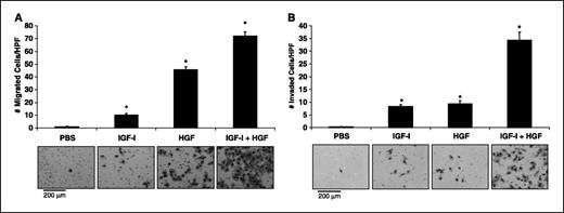 Figure 1. Effect of IGF-I and HGF on cell migration and invasion. A, a transwell migration assay was done on L3.6pl cells with PBS, IGF-I, HGF, or IGF-I plus HGF. After 24 hours, migrated cells were fixed, stained, and counted. IGF-I and HGF significantly increased cell migration; the effects of IGF-I plus HGF were additive. Representative photographs show migrated cells. *, P < 0.001 versus PBS; columns, means of 10 high-power fields; bars, SE. B, a transwell invasion assay was done on L3.6pl cells with PBS, IGF-I, HGF, or IGF-I plus HGF. After 24 hours, cells were fixed, stained, and counted. IGF-I and HGF increased cell invasion; the effects of IGF-I plus HGF were greater than additive. Representative photographs show migrated cells. *, P < 0.0001 versus PBS; columns, means of 10 high-power fields; bars, SE.