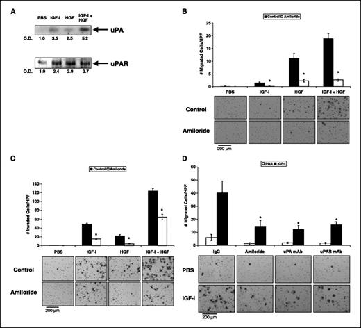 Figure 2. Role of uPA and uPAR in cell migration and invasion. A, L3.6pl cells were treated with PBS, IGF-I, HGF, or IGF-I plus HGF. Conditioned media and cell lysates were subjected to immunoprecipitation and Western blotting for analysis of uPA and uPAR levels, respectively. IGF-I and HGF led to an increase in uPA and uPAR expression. The combination of IGF-I and HGF led to a further increase in uPA levels above treatment with either cytokine alone but not to a further increase in uPAR levels. O.D., absorbance. B, migration assays were done on L3.6pl cells without (control) or with pretreatment with the uPA inhibitor amiloride. uPA inhibition with amiloride decreased cell migration induced by IGF-I, HGF, and IGF-I plus HGF. Representative photographs show migrated cells. *, P < 0.005 versus control; columns, means of 10 high-power fields; bars, SE. C, invasion assays were done on L3.6pl cells without (control) or with the uPA inhibitor amiloride. uPA inhibition with amiloride led to significant decreases in cell invasion mediated by IGF-I, HGF, and IGF-I plus HGF. Representative photographs show migrated cells. *, P < 0.0001 versus control; columns, means of 10 high-power fields; bars, SE. D, a transwell migration assay was done on L3.6pl cells. Cells were pretreated with nonspecific IgG, amiloride, anti-uPA mAb, or anti-uPAR mAb, then media was supplemented with PBS (control) or IGF-I. IGF-I induced cell migration in the cells pretreated with IgG. IGF-I–induced cell migration was blocked by amiloride, anti-uPA mAb, and anti-uPAR mAb compared with PBS-treated controls. Representative photographs show migrated cells. *, P < 0.05 versus IgG; columns, means of 10 high-power fields; bars, SE.