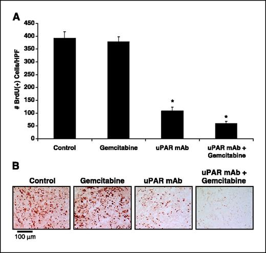 Figure 5. Effect of anti-uPAR antibody and gemcitabine on tumor cell proliferation. Mice were injected with BrdUrd before tumor harvest. Tumor sections were stained with anti-BrdUrd antibodies. A, anti-uPAR mAb significantly inhibited tumor cell proliferation, and this effect was enhanced with the addition of gemcitabine. *, P < 0.0001 versus control; columns, means of 11 to 13 tumors per group; bars, SE. B, representative photographs of anti-BrdUrd–stained tumors sections.