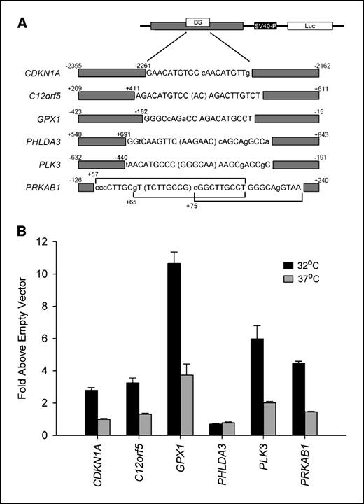 Figure 2. C12orf5, GPX1, PLK3, and PRKAB1 possess p53-responsive elements. A, schematic of genomic segments cloned into pGL3-promoter luciferase reporter construct. Positions relative to the transcriptional start site for the genomic segments and the location of the p53 binding sites are indicated. Sequence of each p53 binding site is shown with mismatches to the p53 consensus binding sequence in lower case. Spacer nucleotides are bracketed. B, C12orf5, GPX1, PLK3, and PRKAB1 reporter constructs are trans-activated by p53-Val138 in the wild-type conformation (32°C) but not in the mutant conformation (37 °C). PHLDA3 reporter construct did not show p53-dependent trans-activation. CDKN1A promoter was used as a positive control. Bars, SE for triplicate experiments.