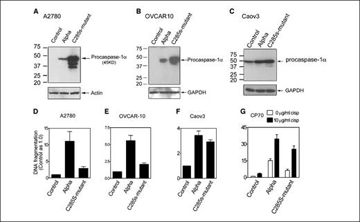 Figure 3. Western blots of caspase-1α and apoptosis assay. Western blot detection of caspase-1α in transfected A2780 (A), OVCAR10 (B), and Caov3 (C) cells. Control, untransfected cells; Alpha, caspase-1α wild-type–transfected cells; C285s-mutant, caspase-1α is inactivated by a point mutation (see text). In A2780 cells (D), and in OVCAR10 (E) cells, transfection of caspase-1α gene has significantly higher apoptotic effect than the C285s mutant form (Alpha versus C285s; P < 0.05). No difference of apoptotic induction between caspase-1α and C285s mutant transfected Caov3 cells (F, Alpha versus C285s; P > 0.05), suggesting that the increase of apoptosis is independent of the caspase-1. G, overexpression of caspase-1α induces significant apoptosis in cisplatin-resistant CP-70 cells (empty columns) whereas C285s mutant is less apoptotic (Alpha versus C285s; P < 0.05). In the cisplatin-treated group (filled columns), no difference of apoptotic induction with Alpha and C285s-mutant (P > 0.05) could be observed. Increases in apoptosis in the mutant controls are due to transfection toxicity. Columns, mean; bars, ± SE of three replicate experiments (D-G).