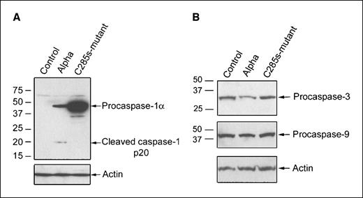 Figure 4. Western blot analysis of activation of caspase-1, -9, and -3 in caspase-1α–transfected A2780 cells. Control, untransfected A2780 cells; Alpha, A2780 cells transfected with caspase-1α; C285s-mutant, A2780 cells transfected with inactivated caspase-1α mutant gene. By using the anti–caspase-1 antibody from Cell Signaling, the cleaved p20 of the caspase-1 fragment can only be observed in the alpha transfectants (A). In caspase-1α–induced apoptotic A2780 cells, the levels of both procaspase-3 and -9 are lower than in the C285s-mutant–transfected nonapoptotic cells (B).