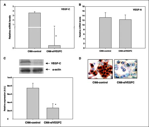 Figure 1. Inhibition of VEGF-C production in Cl66 cells using a VEGF-C siRNA-expressing mammalian expression vector. The levels of VEGF-C in Cl66 cells stably transfected with control or VEGF-C-siRNA vector were examined for mRNA and protein expression using qRT-PCR, Western blot, and immunohistochemistry. A, expression of VEGF-C–specific mRNA transcript analyzed by qRT-PCR. Columns, relative mRNA levels for VEGF-C; bars, SE. B, expression of VEGF-A–specific mRNA transcript analyzed by qRT-PCR. Columns, relative mRNA levels for VEGF-C; bars, SE. C, expression of VEGF-C protein levels examined by Western blotting analysis. Columns, arbitrary units (A.U.) representing levels of VEGF-C protein quantitated by densitometry; bars, SE. D, immunohistochemical analysis of VEGF-C expression in Cl66-control cells and Cl66-siVEGF-C cells using anti–VEGF-C antibody. *Significantly different from control.
