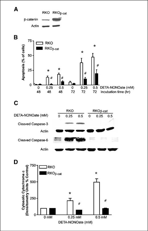 Figure 1. Overexpression of β-catenin blocked nitric oxide–induced apoptosis in RKO cells. A, Western blot showing the protein level of β-catenin in RKO and RKOβ-cat cells, which were transfected with β-catenin S37A. B, RKO and RKOβ-cat cells were treated with nitric oxide donor, DETA-NONOate, and then were analyzed by flow cytometry for apoptosis. C, cells were treated with DETA-NONOate at 0, 0.25, or 0.5 mmol/L for 48 hours, and then were collected to measure the level of cleaved caspase-3 and caspase-6 and the cytosolic cytochrome c (D) by Western blot. Columns, mean; bars, SE. *, P < 0.05, versus corresponding control groups without treatment. #, P < 0.05, versus corresponding RKO groups with the same treatment.