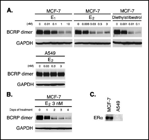 Figure 1. Effects of estrogens on endogenous BCRP expression in cancer cells. Cells were cultured in PRF-medium in the absence or presence of the indicated concentrations of estrogens for 4 days prior to harvesting. Western blot analysis was done under nonreducing conditions, such that the dimeric form of BCRP was detected as a band of approximately 160 kDa. Protein sample (30 μg) was loaded in each lane. BCRP was detected using the anti-BCRP monoclonal antibody, BXP-21. For ERα expression analysis, whole cell lysates consisting of 1.5 × 105 cells were loaded in each lane, and expression was detected by Western blotting using the anti-ERα monoclonal antibody, NCL-ER-6F11. To see how soon the E2-mediated BCRP down-regulation occurs, MCF-7 cells were cultured for 1, 2, 3, and 4 days in PRF-medium in the presence of 3 nmol/L E2. The following procedure was the same as described above. A, effects of estrogens on endogenous BCRP expression in MCF-7 cells and A549 cells. GAPDH expression was analyzed as a loading control. B, time course of E2-mediated down-regulation of endogenous BCRP in MCF-7 cells. C, ERα expression in MCF-7 and A549 cells. The data are representative of at least three independent experiments.