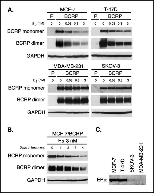 Figure 2. Effects of E2 on exogenous BCRP expression in BCRP-transduced cancer cells. Cells were cultured in PRF-medium in the absence or presence of the indicated concentrations of E2 for 4 days prior to harvesting. To see how soon the E2-mediated BCRP down-regulation occurs, MCF-7/BCRP cells were cultured for 1, 2, 3, and 4 days in PRF-medium in the presence of 3 nmol/L E2. The following procedure was the same as described above. A, Western blot analysis of exogenous BCRP expression. The monomeric form of BCRP was detected as an approximately 80 kDa band under reducing conditions, and the dimeric form of BCRP as an approximately 160 kDa band under nonreducing conditions. Protein sample (20 μg) was loaded in each lane. Exogenous BCRP tagged with c-myc was detected using anti-c-myc antibody, 9E10. GAPDH expression was analyzed as a loading control. P and BCRP, indicate parental cells and BCRP-transduced cells, respectively. The data are representative of at least three independent experiments. B, time course of E2-mediated down-regulation of exogenous BCRP in MCF-7/BCRP cells. C, ERα expression in MCF-7, T-47D, MDA-MB-231, and SKOV-3 cells. Whole cell lysates consisting of 1.5 × 105 cells were loaded in each lane. ERα expression was detected by Western blotting using the anti-ERα monoclonal antibody, NCL-ER-6F11.