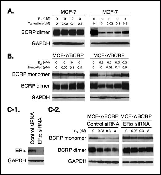 Figure 4. Effects of tamoxifen and ERα knockdown by RNA interference on E2-mediated BCRP down-regulation. A, effects of tamoxifen on endogenous BCRP expression in MCF-7 cells. Cells were cultured in PRF-medium in the presence of indicated concentrations of compounds for 4 days prior to harvesting. Dimeric form of BCRP was detected as an approximately 160 kDa band under nonreducing conditions. Protein sample (30 μg) was loaded in each lane. Endogenous BCRP in MCF-7 cells was detected using the anti-BCRP antibody, BXP-21. Left, effects of tamoxifen on endogenous BCRP expression. Right, reversal effects of tamoxifen on E2-mediated down-regulation of endogenous BCRP. GAPDH expression was analyzed as a loading control. The data are representative of two independent experiments. B, effects of tamoxifen on exogenous BCRP expression in MCF-7/BCRP cells. Cells were cultured in PRF-medium in the presence of the indicated concentrations of compounds for 4 days prior to harvesting. Dimeric form of BCRP was detected as an approximately 160 kDa band under nonreducing conditions, and the monomeric form of BCRP was detected as an approximately 80 kDa band under reducing conditions by Western blotting. Protein sample (20 μg) was loaded in each lane. Exogenous BCRP in MCF-7/BCRP cells was detected using the anti-c-myc antibody, 9E10. Left, effects of tamoxifen on exogenous BCRP expression. Right, reversal effects of tamoxifen on E2-mediated down-regulation of exogenous BCRP. GAPDH expression was analyzed as a loading control. The data are representative of two independent experiments. C, effects of ERα knockdown by RNA interference on E2-mediated BCRP down-regulation in MCF-7/BCRP cells. Cells (2.5 × 105/well) were cultured in PRF-medium in six-well plates for 24 hours and then transfected with 100 nmol/L of either control or ERα siRNA (SMARTpool GL3 Duplex for control; SMARTpool ESR1 for ERα) using LipofectAMINE 2000. To confirm ERα knockdown, the culture medium was exchanged with fresh PRF-medium 6 hours after transfection. After 48 hours, the cells were harvested and whole cell lysates consisting of 1.5 × 105 cells were loaded in each lane. ERα expression was detected by Western blotting using anti-ERα monoclonal antibody, NCL-ER-6F11. To examine the effects of ERα knockdown on E2-mediated BCRP down-regulation, the culture medium was exchanged with fresh PRF-medium containing the indicated concentrations of E2 6 hours after transfection. After 96 hours, cells were harvested and exogenous BCRP expression was examined by Western blotting as described above. C-1, siRNA-induced knockdown of ERα expression. C-2, effects of ERα knockdown on E2-mediated BCRP down-regulation.