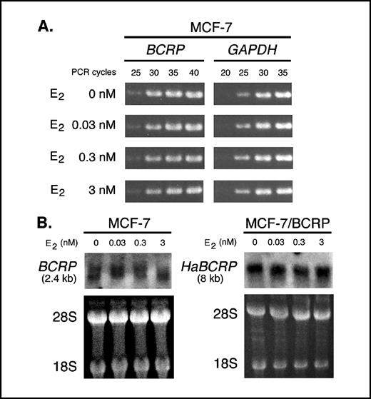 Figure 5. Expression analysis of BCRP mRNA in MCF-7 and MCF-7/BCRP cells. Cells were cultured in PRF-medium supplemented with the indicated concentrations of E2 for 4 days. Exponentially growing cells were then harvested and total RNA was extracted. A, semi-quantitative RT-PCR of endogenous BCRP mRNA in MCF-7 cells. First-strand cDNA was synthesized with 0.3 μg of total RNA and a BCRP cDNA fragment (315 bp) was amplified by PCR using the indicated cycle numbers. Amplification of GADPH mRNA (551 bp fragment) was carried out as an internal control. The data are representative of two independent experiments. B, Northern blotting of endogenous BCRP mRNA in MCF-7 cells (left) and exogenous HaBCRP mRNA in MCF-7/BCRP cells (right). Either 20 μg (MCF-7) or 10 μg (MCF-7/BCRP) of total RNA was loaded in each lane. The blot was hybridized with a 32P-labeled internal BCRP cDNA probe and then exposed to X-ray film for either 21 days (MCF-7) or 7 days (MCF-7/BCRP). Endogenous BCRP mRNA was detected as a band of approximately 2.4 kb in size, and exogenous HaBCRP mRNA as a band of approximately 8 kb in size. Under the experimental conditions used for MCF-7/BCRP cells, endogenous BCRP mRNA was not detected. Ethidium bromide staining of total RNA is presented as a loading control. 28s and 18s, 28and 18S rRNA, respectively. The data are representative of two independent experiments.