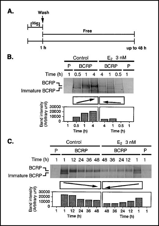 Figure 6. Metabolic labeling of BCRP in MCF-7/BCRP cells. A, an outline of the experimental procedure. B, biosynthesis of BCRP (0.5-4 h). Cells (1 × 106/well for control cells or 0.3 × 106/well for E2-treated cells) were cultured in PRF-medium in a six-well plate for 4 days in the absence or presence of 3 nmol/L E2. Exponentially growing cells were then incubated in methionine-free and cystine-free DMEM supplemented with 7% CDFBS (labeling medium) for 1.5 hours just prior to beginning the experiment. The cells were then metabolically labeled with 300 μCi/mL of [35S] for both 0.5 and 1 hour periods. After 1 hour of pulse labeling, the labeling medium was replaced with fresh PRF-medium and the cells were chased for an additional 3 hours. For E2-pretreated cells, 3 nmol/L E2 was added to the medium and was present throughout the pulse-chase period. After preparation of cell lysates, 35S-labeled BCRP was immunoprecipitated from 100 μg of the cell lysate with 0.5 μg BXP-21, subjected to SDS-PAGE, and autoradiographed. The band intensities representing metabolically labeled BCRP were quantified with NIH-Image. The data are representative of three independent experiments. P and BCRP, parental and MCF-7/BCRP cells, respectively. C, pulse-chase experiment of BCRP (1-48 h). Cells (2.5 × 106/well) were cultured in PRF-medium in six-well plates for 2 days. After incubation in labeling medium for 1.5 hours just before beginning the experiment, cells were metabolically labeled with 300 μCi/mL of [35S] for 1 hour. The labeling medium was then replaced with fresh PRF-medium. The cells were lysed at 12, 24, 36, and 48 hours from the start of metabolic labeling. To investigate the effect of E2 on BCRP stability, 3 nmol/L of E2 was added to the medium in one set of experiments and was present in the medium throughout the pulse-chase periods. The following procedure in this case was identical to the one already described above, except that one-fifth of the total immunoprecipitated protein was subjected to SDS-PAGE and autoradiography. The band intensities, representing metabolically labeled BCRP, were quantified with NIH-Image. The data are representative of three independent experiments. P and BCRP, parental and MCF-7/BCRP cells, respectively.