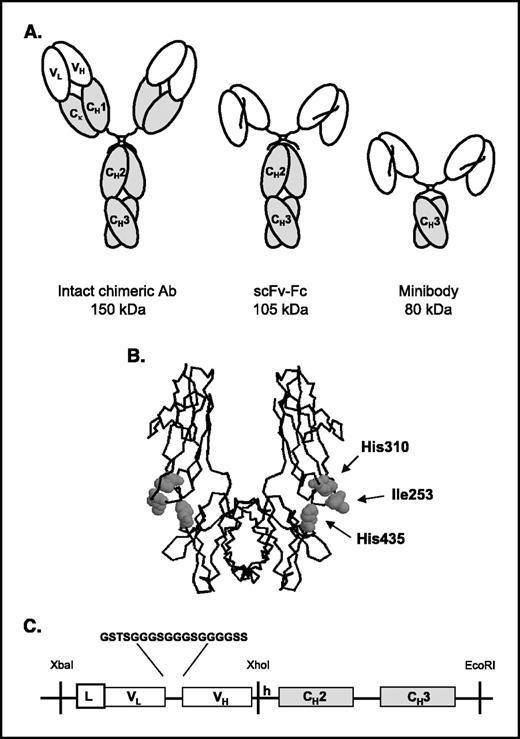 Figure 1. A, schematic representation of an intact chimeric antibody and engineered fragments. B, structure of the Fc region of human IgG1 with residues selected for mutation. The figure was generated using the RASMOL program (Roger Sayle, Bioinformatics Research Institute, University of Edinburgh, GB). C, design of the anti-CEA scFv-Fc fragment. Gene assembly including the 18 amino acid linker sequence between the V regions and the restriction sites used in the cloning and subcloning steps.