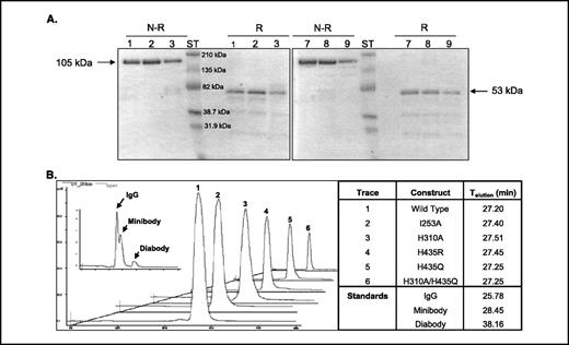 Figure 2. A, SDS-PAGE. Lanes 1, 2, and 3, nonreduced (N-R) H435Q, wild-type, and H310A, respectively; lanes 4, 5, and 6, reduced (R) H435Q, wild-type, and H310A, respectively; lanes 7, 8, and 9, nonreduced H310A/H435Q, I253A, and H435R, respectively; lanes 10, 11, and 12, reduced H310A/H435Q, I253A, and H435R, respectively. B, size exclusion chromatography. Experiments were done using a Superdex 200 HR 10/30 column. Intact cT84.66 IgG1 (150 kDa; ref. 45), minibody [(scFv-CH3)2, 80 kDa; ref. 1], and diabody [(scFv)2, 55 kDa; ref. 33] were used as size standards.