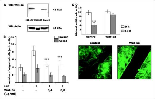 Figure 2. A, Western blot analysis of expression of Wnt-5a protein in the nontumorigenic human breast epithelial cell line, HB2 (which stably overexpresses Wnt-5a), and in the two human colon cancer cell lines, Caco2 and SW480. The blot was first developed for the presence of Wnt-5a (polyclonal rabbit antibody, dilution 1:5,000) and then reprobed for actin to ensure equal loading of the lanes. Representative blots from five separate experiments are shown. B, migration of Caco2 and SW480 cells towards the chemoattractant IGF. The cells were allowed to migrate in a Boyden chamber for 18 hours in the absence or presence of 0.4 or 0.8 μg/mL exogenous Wnt-5a. Columns, mean of eight independent experiments; bars, ± SE. C, wound-healing assay. Confluent SW480 cell monolayers were wounded by scratching with the tip of a pipette. The cells were then grown in the absence or presence of 0.4 μg/mL Wnt-5a at 37°C with 5% CO2 and 95% humidity. After 18 hours, the width of each wound was measured under a phase contrast microscope, and the cells were subsequently fixed and stained with AlexaFluor 488 phalloidin. Columns, mean of five separate experiments on the wound width data; bars, ± SE; the pictures of filamentous actin staining are representative of these experiments.