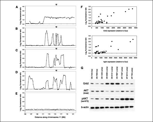 Figure 2. Chromosome 11 amplifications in DB tumors are associated with a hyperplastic to tumor switch and result in gene overexpression. A-E, copy number assessment of the distal ∼16 Mb of chromosome 11 in DB tumors and hyperplasias. Some amplifications (log2 fluorescence ratio > 1.0) covered a broad region of distal 11 (A), whereas most amplifications contained multiple distinct peaks throughout (B-D). Hyperplasias derived from DB mice did not contain amplifications, but some contained low-level gains (E) on chromosome 11, which clearly emerged as high-level changes in primary tumors derived from the same mouse (D). The genomic locations of candidate genes Grb2 (closed arrowhead) and Itgb4 (open arrowhead) are indicated. F, quantitative RT-PCR assessment of Grb2 and Itgb4 in DB hyperplasias, DB tumors, and MT tumors shows strong correlations of gene expression with gene copy number. mRNA levels were determined for each gene relative to control gene Gus and plotted against the fluorescence ratio for BACs that encode these genes; for Grb2, the average ratio of BACs RP23-368N3 and RP23-268J22 was used; for Itgb4, the ratio of BAC RP23-168C9 was used. The respective Pearson's correlations for Grb2 and Itgb4 were 0.85 and 0.73. The same Pearson's correlations were obtained when L19 was used as a control gene for quantitative RT-PCR. G, Western blot analysis shows that Grb2 protein is overexpressed in DB tumors with amplifications (+amp) relative to DB hyperplasias (hp), a nonamplified DB tumor (−amp), and MT tumors in which no amplifications were observed. Tumors with Grb2 amplification and overexpression show elevated pAKT and lower total AKT levels.